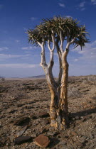 Kokerboom or Quiver Tree that stores water in its fibrous trunk  standing alone in the desert landscape