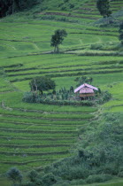 Karen farm house surrounded by rice terraces