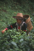 Lahu woman picking tea on a plantation