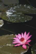 Lotus blossom in a lily pond behind the Mulagandha Kuti Vihara