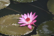 Lotus blossom in a lily pond behind the Mulagandha Kuti Vihara