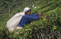 Female tea picker working among plantation