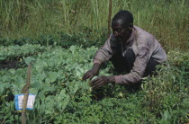 Refugee with cabbage seedlings in Self Reliance Project community garden.The Congo  Burundi and Rwanda Zaire