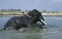 Mahout washing a tusker.elephant