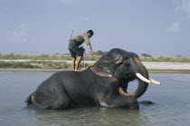 Mahout washing a tusker.elephant