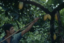 Man harvesting cocoa pods. Brasil