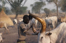 Dinka man polishing horns of bull with red ashColored Coloured