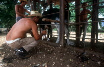 Men branding cattle held in a cage on a ranch