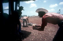 Men branding cattle held in a cage on a ranch