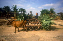 Oxen pulling cart carrying palms on Route 6 West near Prasat.