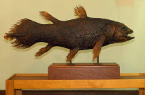 Coelacanth  Latimeria Chalumnae .  Fish type speciman on display at East London Museum.