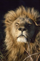 Male Lion