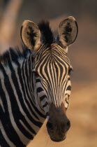 Burchells Zebra.