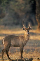 Waterbuck  Kobus Ellipsiprymnus