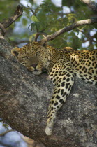 Leopard lying in tree.