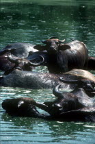 Wild Water Buffaloes with some lying and others standing in water