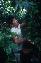 Coffee Picker working in field