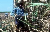 Sugar Cane harvest worker cutting down crops