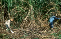 Sugar Harvest workers cutting down crops