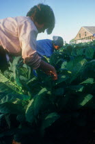 Tobacco workers harvesting crop