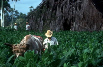 Tobacco workers in field with ox