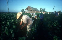 Workers picking tobacco leaves by hand