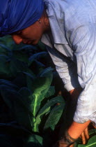 Woman worker picking tobacco leaves by hand