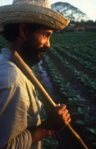 Tobacco worker with straw hat