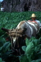 Tobacco worker walking through crops with ox