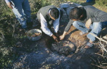 Men cooking meat on hot stones in a hole in the ground.