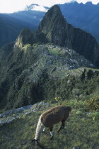 Llama grazing at the site of the Inca ruinsCusco Cuzco