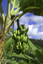 Bannana tree with green bananas hanging from stalk