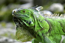 Close up of a green Iguana