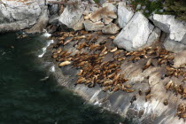 Colony of seals resting on rugged coastal rocks