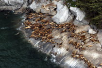 Colony of seals resting on rugged coastal rocks