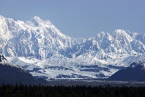 Snow covered mountain range seen over green treetops