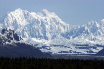 Snow covered mountain range seen over green treetops