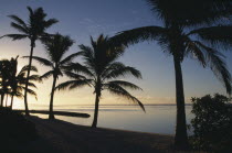 Rarotonga.  Palm trees silhouetted against pale dawn sky.