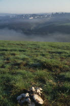 Field mushrooms in dawn mist with dew on grass.