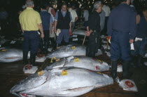 Tsukiji Market.  Tuna fish for sale.