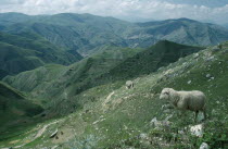 Old silk road through mountain landscape with sheep on rocky hillside in the foreground.