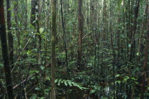 Rainforest interior.