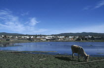 Khuzir village on lake shore with cow grazing in the foreground.