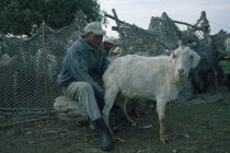 Shepherd milking goat.