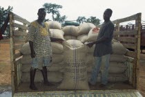 Loading sacks of cocoa beans onto truck to be taken to depot. Lorry