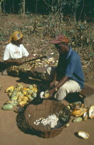 Harvested cocoa beans extracted from their pods and wrapped in banna leaves before drying.