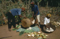 Harvested cocoa beans extracted from their pods and wrapped in banna leaves before drying.