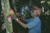 Man harvesting cocoa pods.