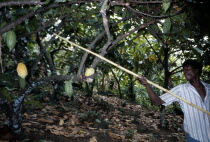 Cocoa farmer harvesting pods.