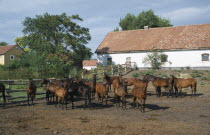 Horses in fenced paddock with outbuildings behind.